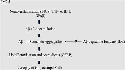 Air Pollution and Central Nervous System Disease: A Review of the Impact of Fine Particulate Matter on Neurological Disorders